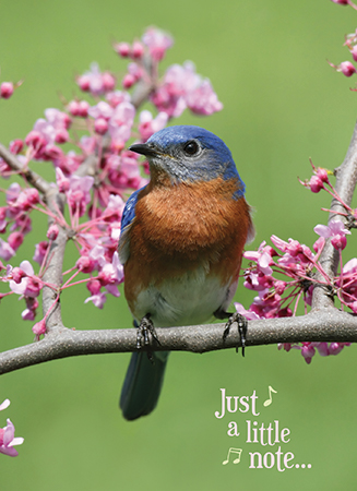 Picture of Songbirds