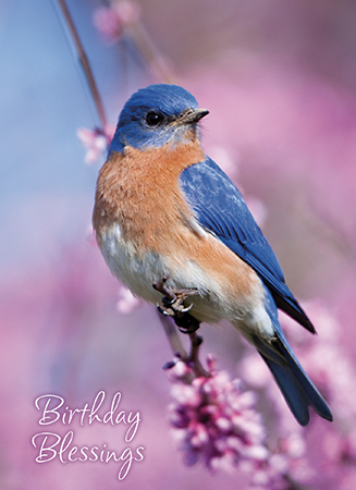 Picture of Backyard Birds