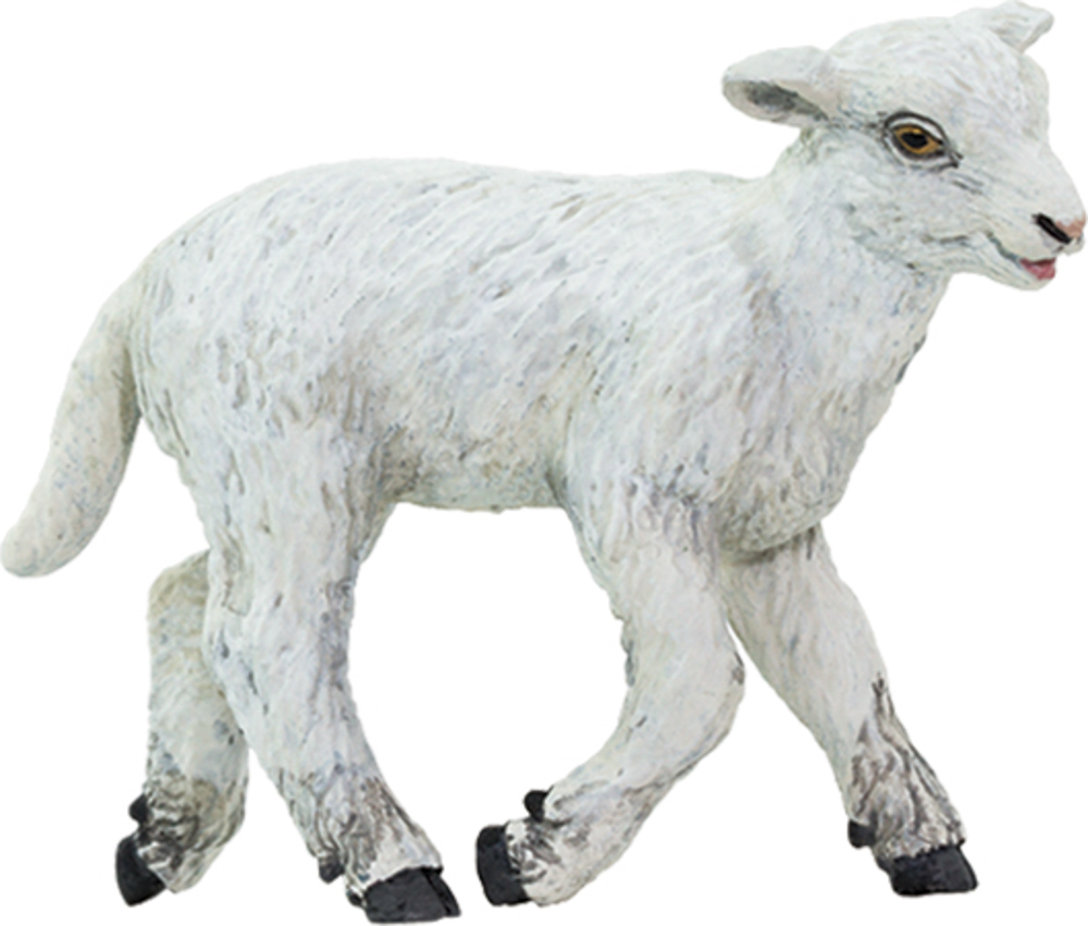 Picture of Lamb