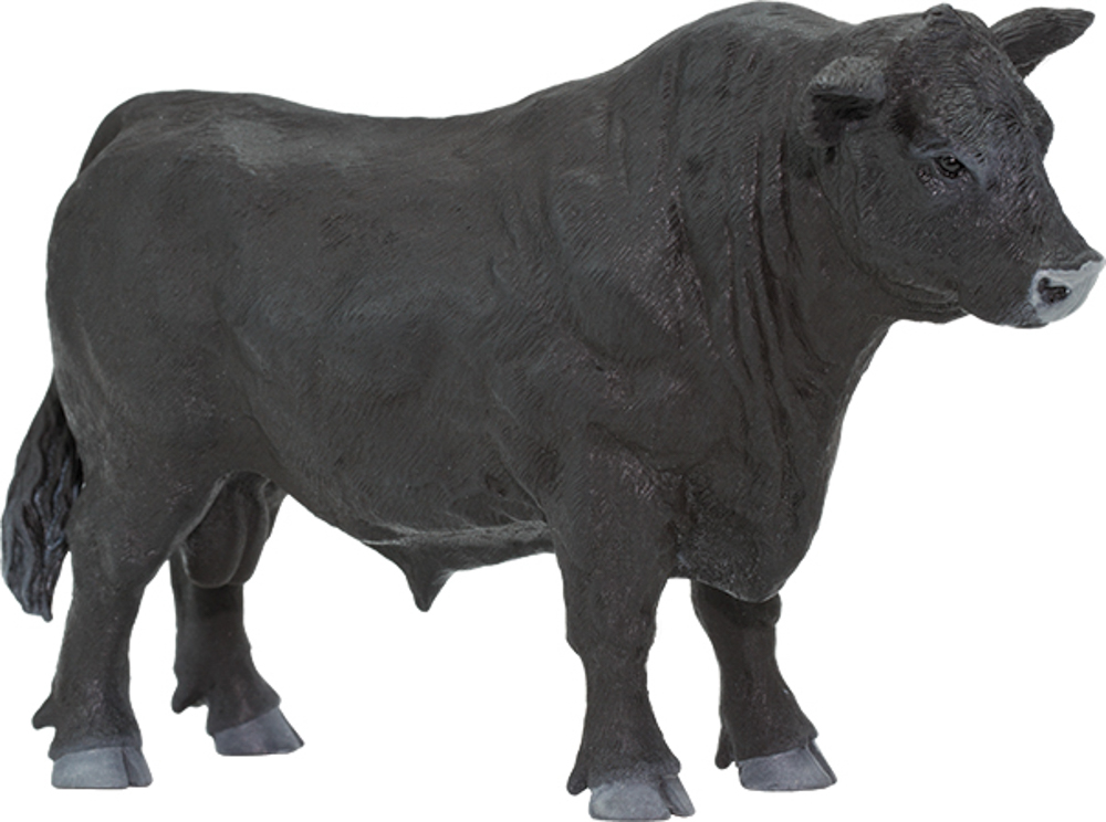 Picture of Angus Bull