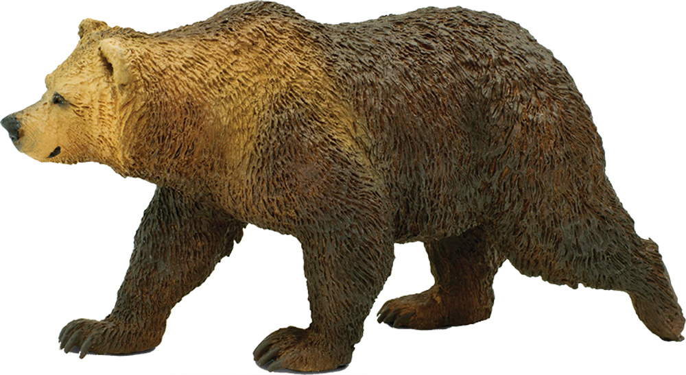 Picture of Grizzly Bear