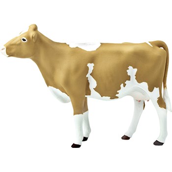 Picture of Guernsey Cow