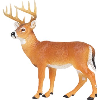 Picture of Whitetail Buck