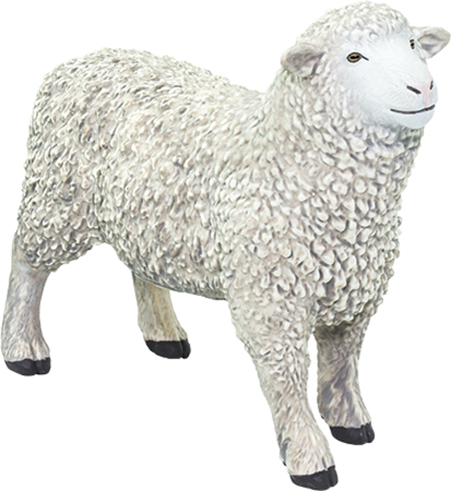 Picture of Sheep