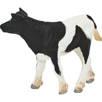 Picture of Holstein Calf