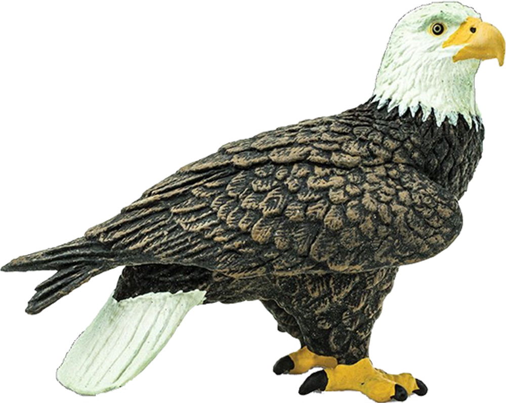 Picture of Bald Eagle