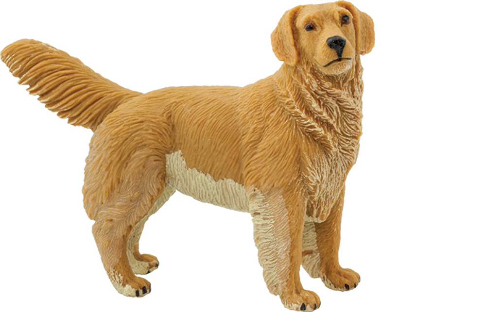 Picture of Golden Retriever