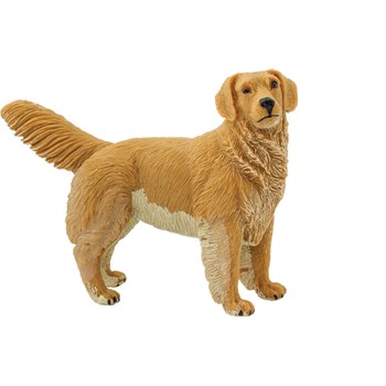 Picture of Golden Retriever