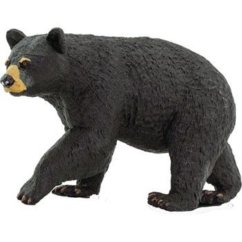 Picture of Black Bear