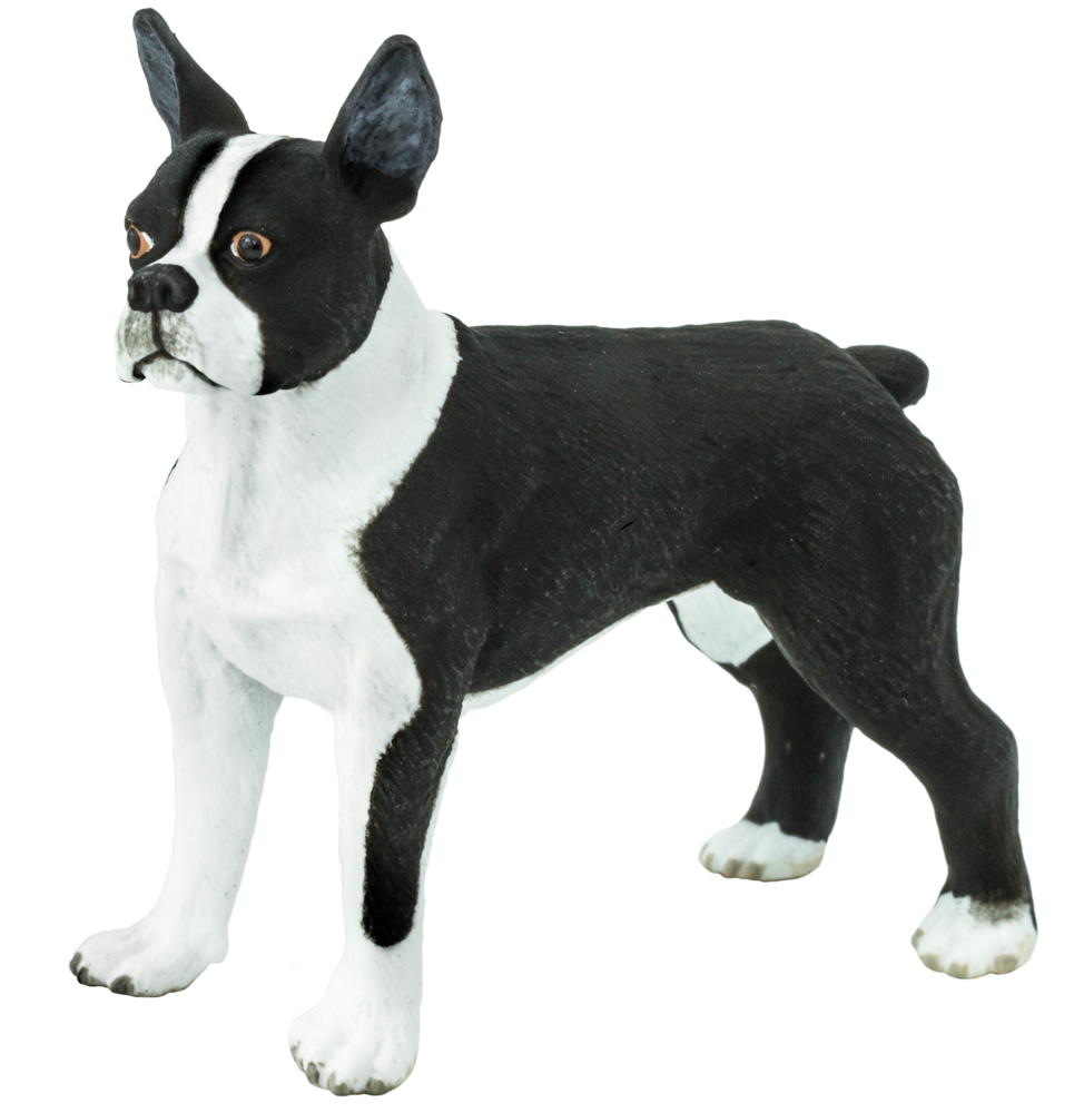 Picture of Boston Terrier