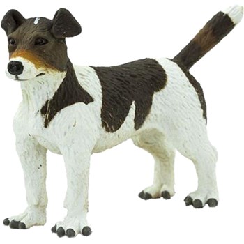 Picture of Jack Russell Terrier