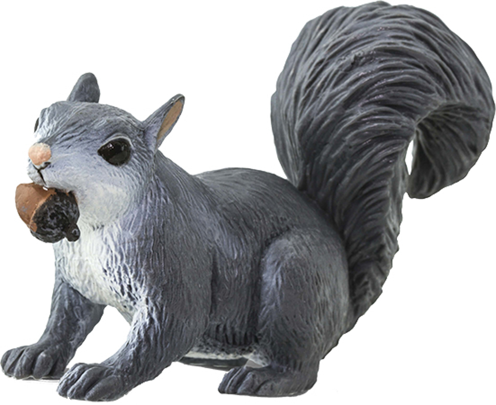 Picture of Gray Squirrel