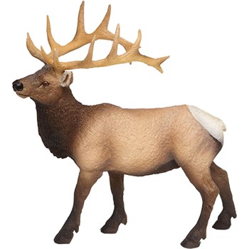 Picture of Elk Bull